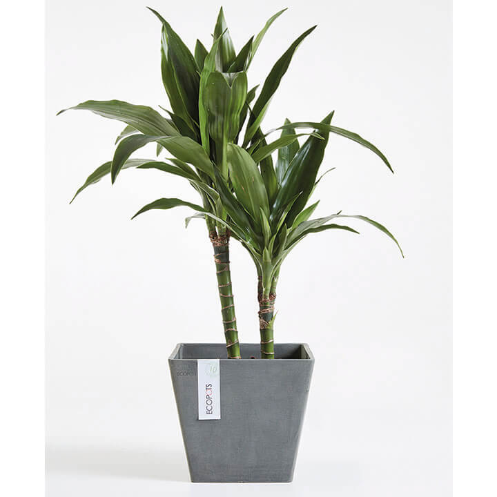 ECOPOT Sustainable Plant Pots